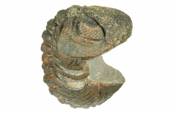 Long, Bumpy Enrolled Morocops Trilobite - Morocco #269167